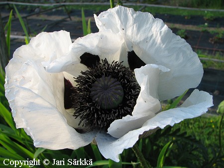 Papaver Orientale-ryhm� 'Royal Wedding' tarhaid�nunikko